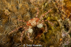 Boxer Crab by Todd Moseley 